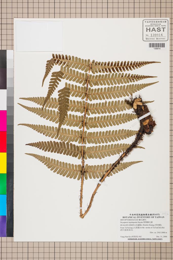 <Unit #130521 Ko, Yung-Nan | 柯勇男 | 562:: | Dryopteris lepidopoda Hayata>