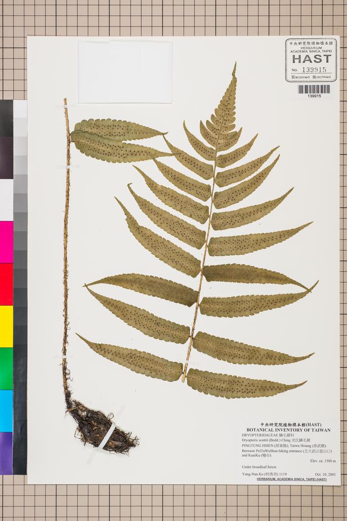 <Unit #130520 Ko, Yung-Nan | 柯勇男 | 1119:: | Dryopteris scottii (Bedd.) Ching>