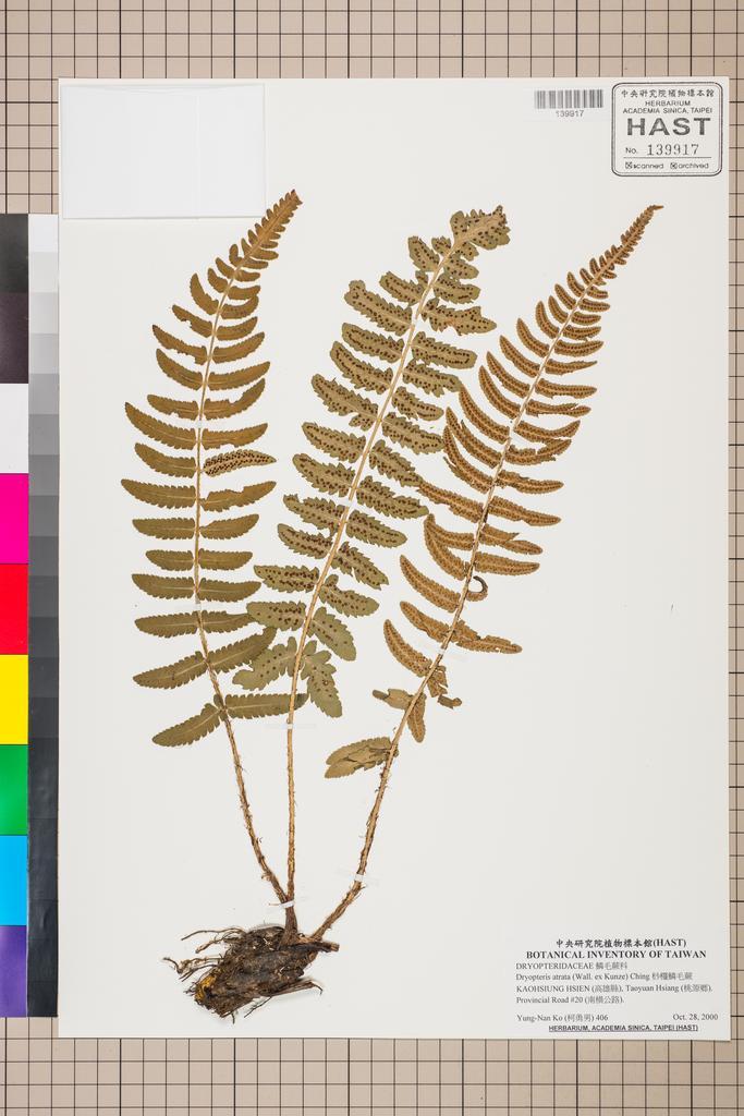 <Unit #130518 Ko, Yung-Nan | 柯勇男 | 406:: | Dryopteris atrata (Wall. ex Kunze) Ching>