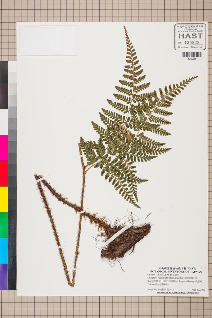 <Unit #130512 Ko, Yung-Nan | 柯勇男 | 442:: | Dryopteris squamiseta (Hook.) Kuntze>