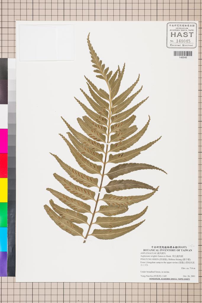 <Unit #130148 Ko, Yung-Nan | 柯勇男 | 1169:: | Asplenium wrightii Eaton ex Hook.>