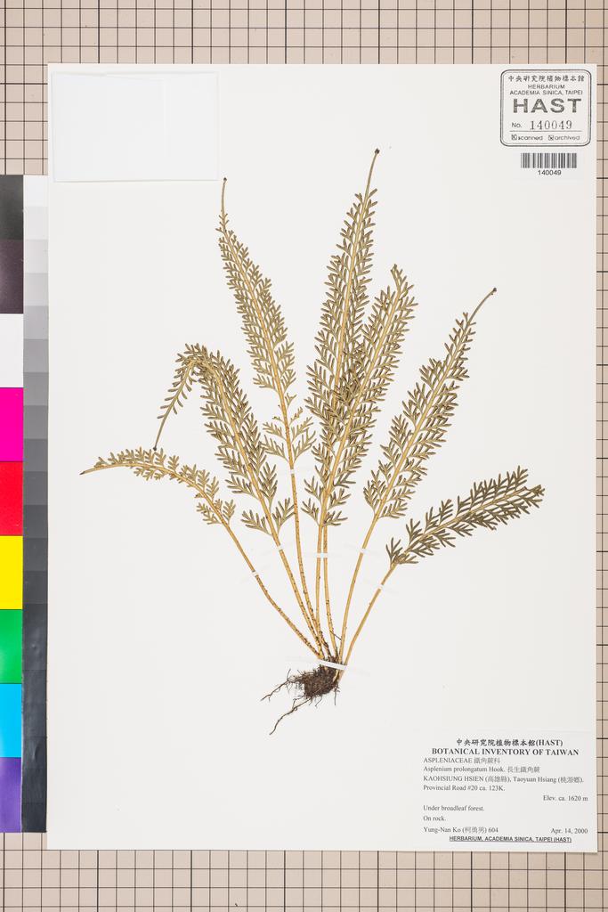 <Unit #130144 Ko, Yung-Nan | 柯勇男 | 604:: | Asplenium prolongatum Hook.>