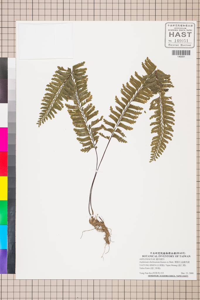 <Unit #130141 Ko, Yung-Nan | 柯勇男 | 523:: | Asplenium cheilosorum Kunze ex Mett.>