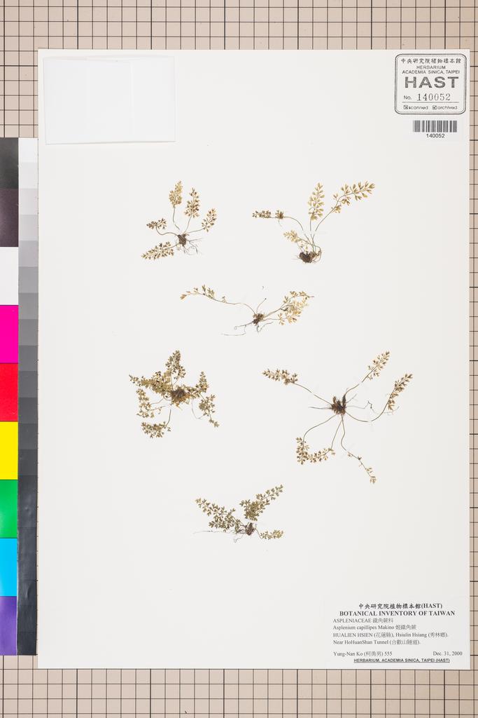<Unit #130142 Ko, Yung-Nan | 柯勇男 | 555:: | Asplenium capillipes Makino>