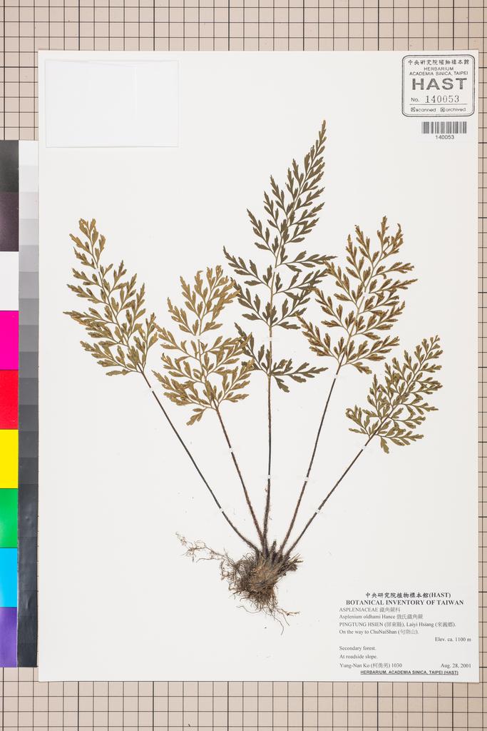 <Unit #130140 Ko, Yung-Nan | 柯勇男 | 1030:: | Asplenium oldhami Hance>