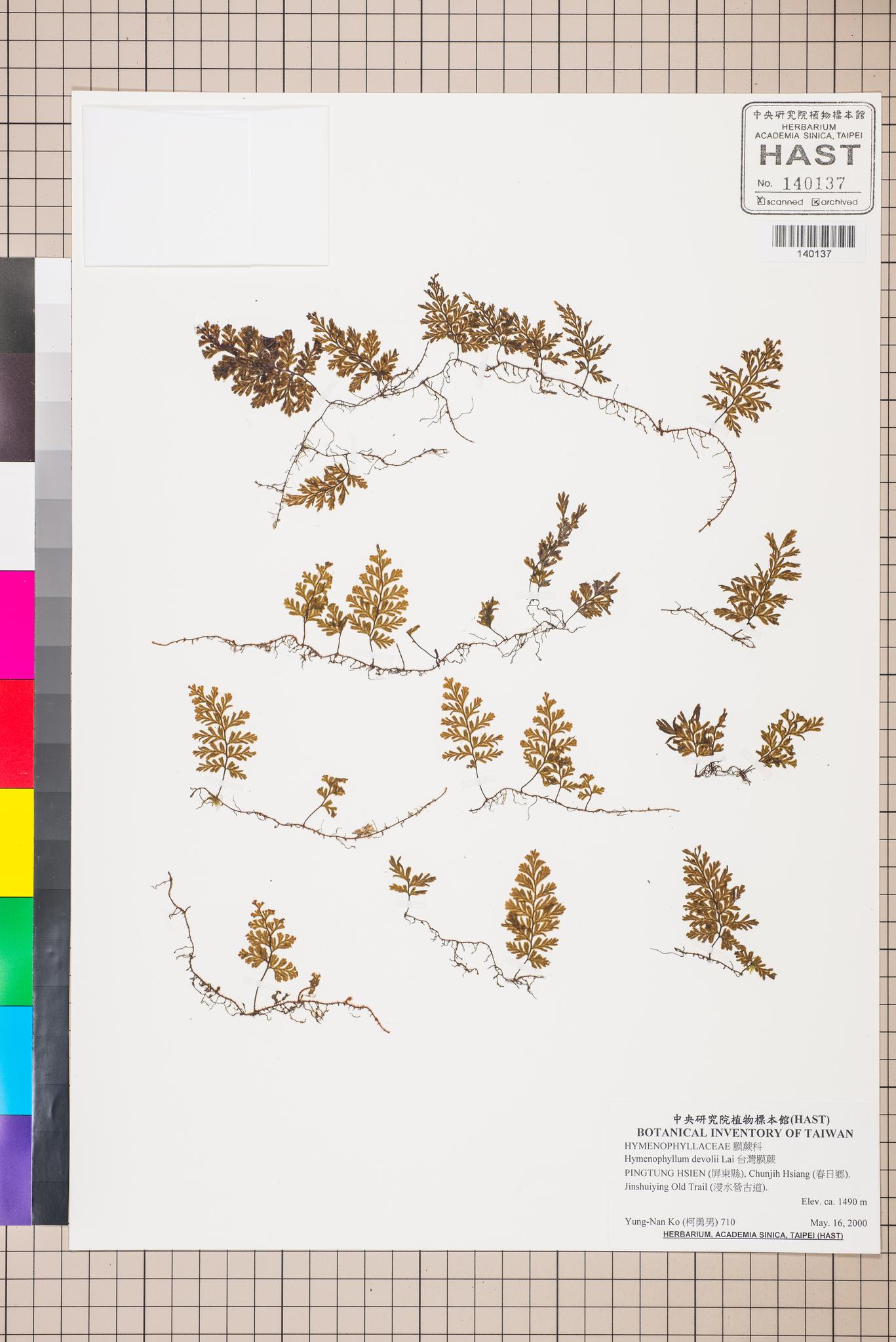 Sample image for viewer