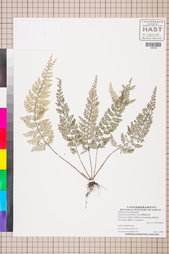 <Unit #130048 Ko, Yung-Nan | 柯勇男 | 759:: | Asplenium tenuifolium D. Don>