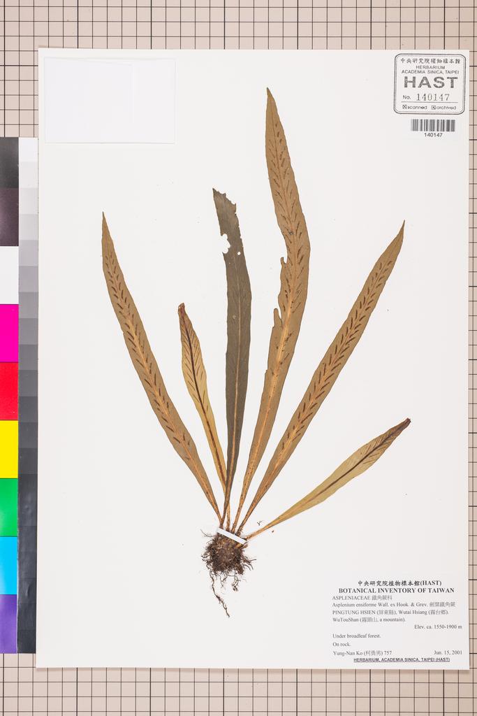 <Unit #130047 Ko, Yung-Nan | 柯勇男 | 757:: | Asplenium ensiforme Wall. ex Hook. & Grev.>