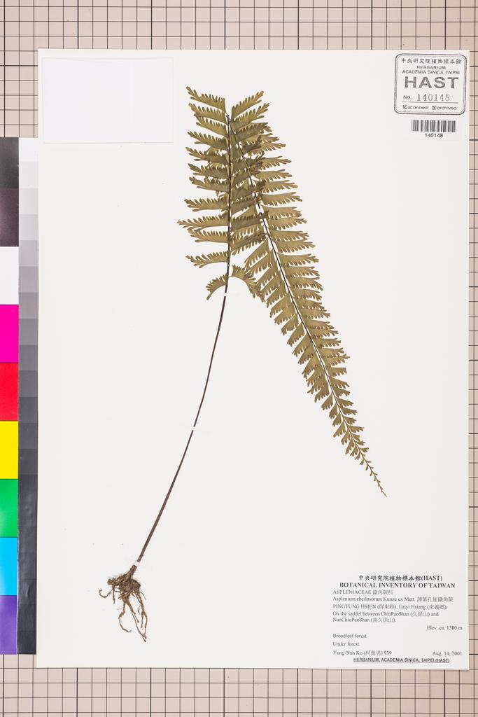 <Unit #130046 Ko, Yung-Nan | 柯勇男 | 939:: | Asplenium cheilosorum Kunze ex Mett.>
