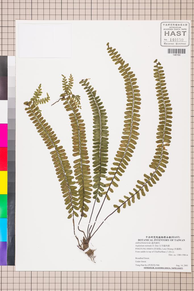 <Unit #130044 Ko, Yung-Nan | 柯勇男 | 946:: | Asplenium normale D. Don>