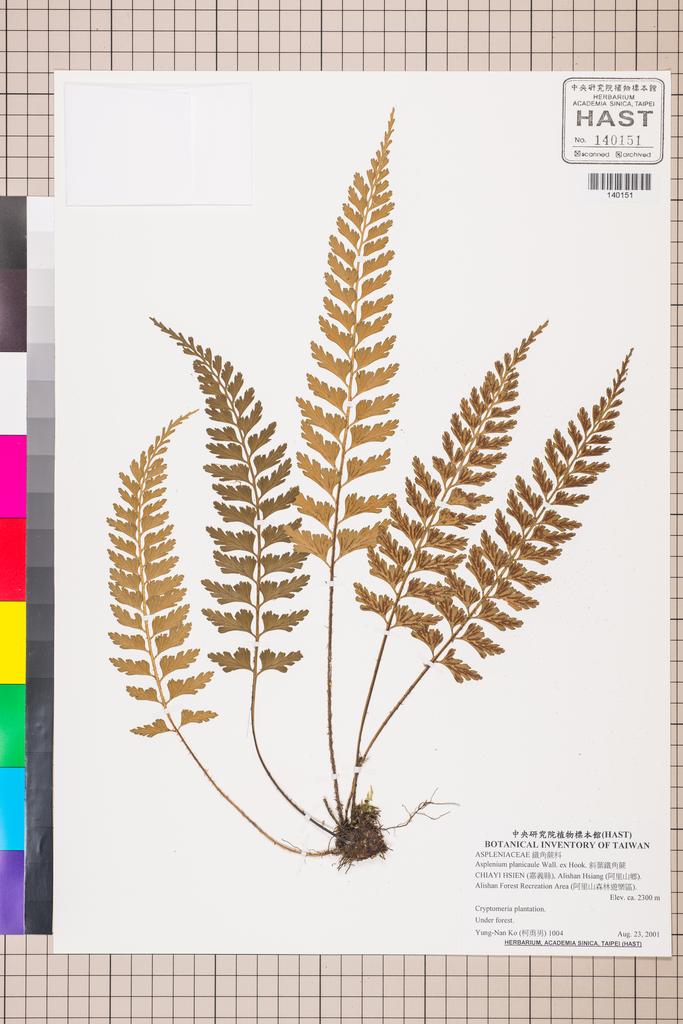<Unit #130043 Ko, Yung-Nan | 柯勇男 | 1004:: | Asplenium planicaule Wall. ex Hook.>