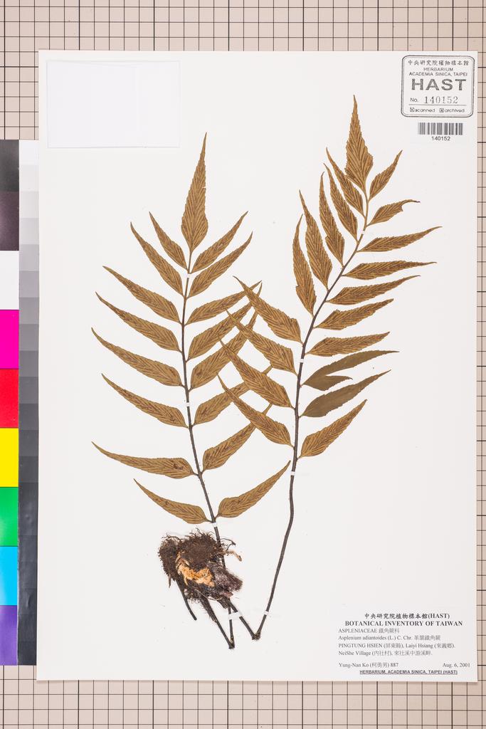 <Unit #130042 Ko, Yung-Nan | 柯勇男 | 887-2:: | Asplenium adiantoides (L.) C. Chr.>