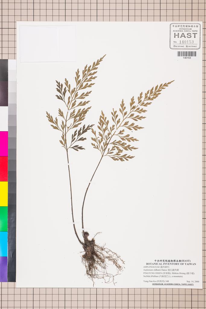 <Unit #130041 Ko, Yung-Nan | 柯勇男 | 348:: | Asplenium oldhami Hance>