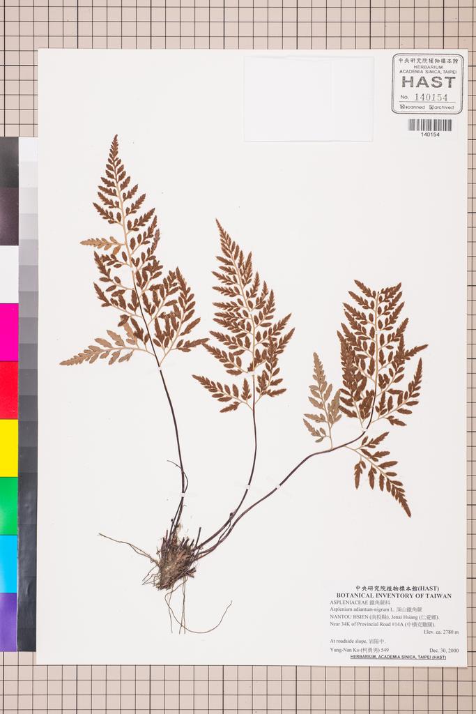 <Unit #130040 Ko, Yung-Nan | 柯勇男 | 549:: | Asplenium adiantum-nigrum L.>
