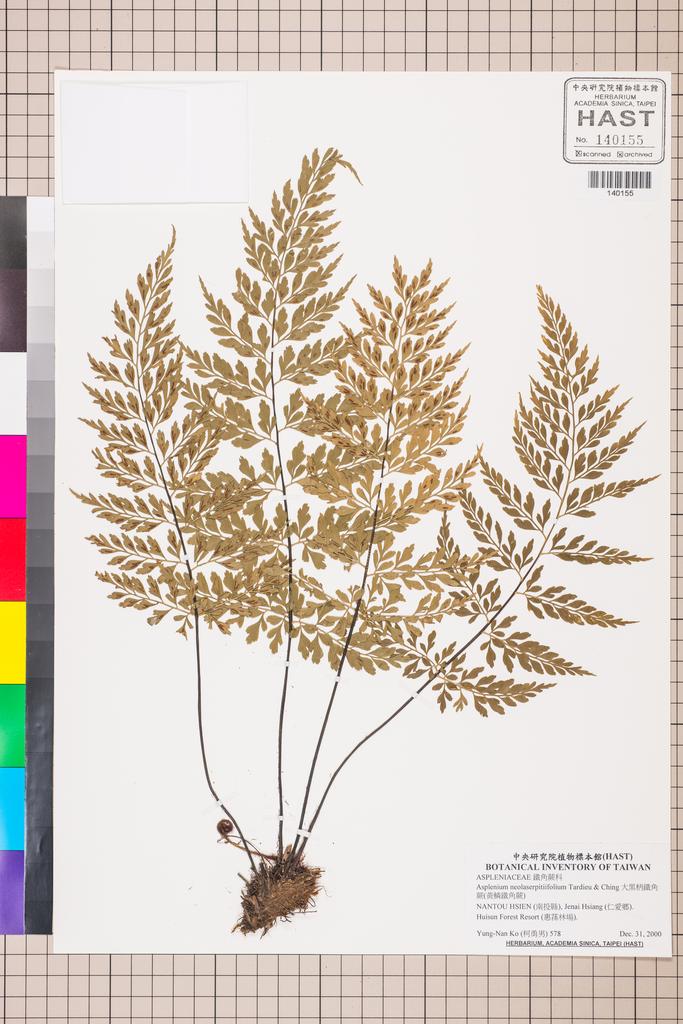 <Unit #130039 Ko, Yung-Nan | 柯勇男 | 578:: | Asplenium neolaserpitiifolium Tardieu & Ching>
