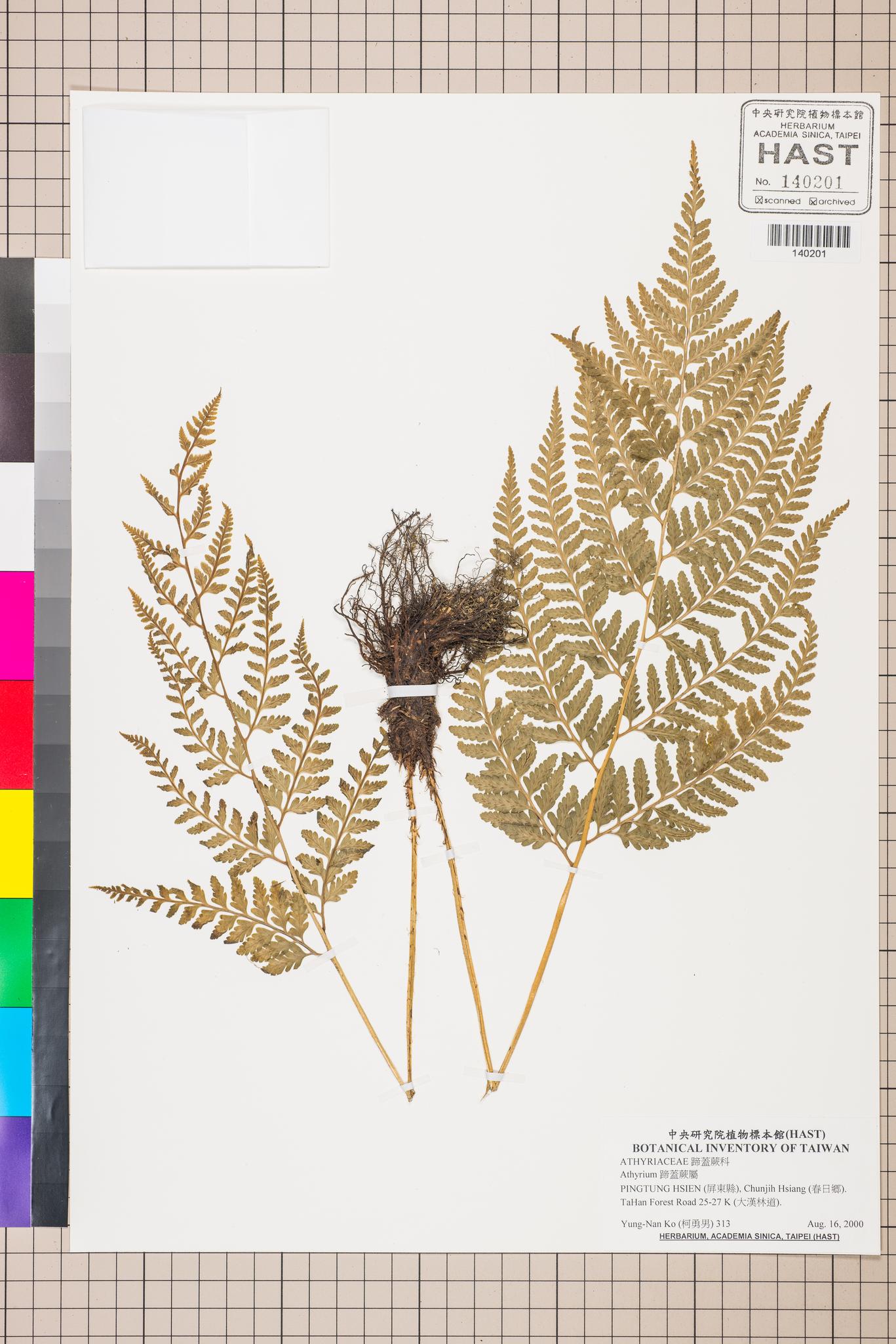 Sample image for viewer