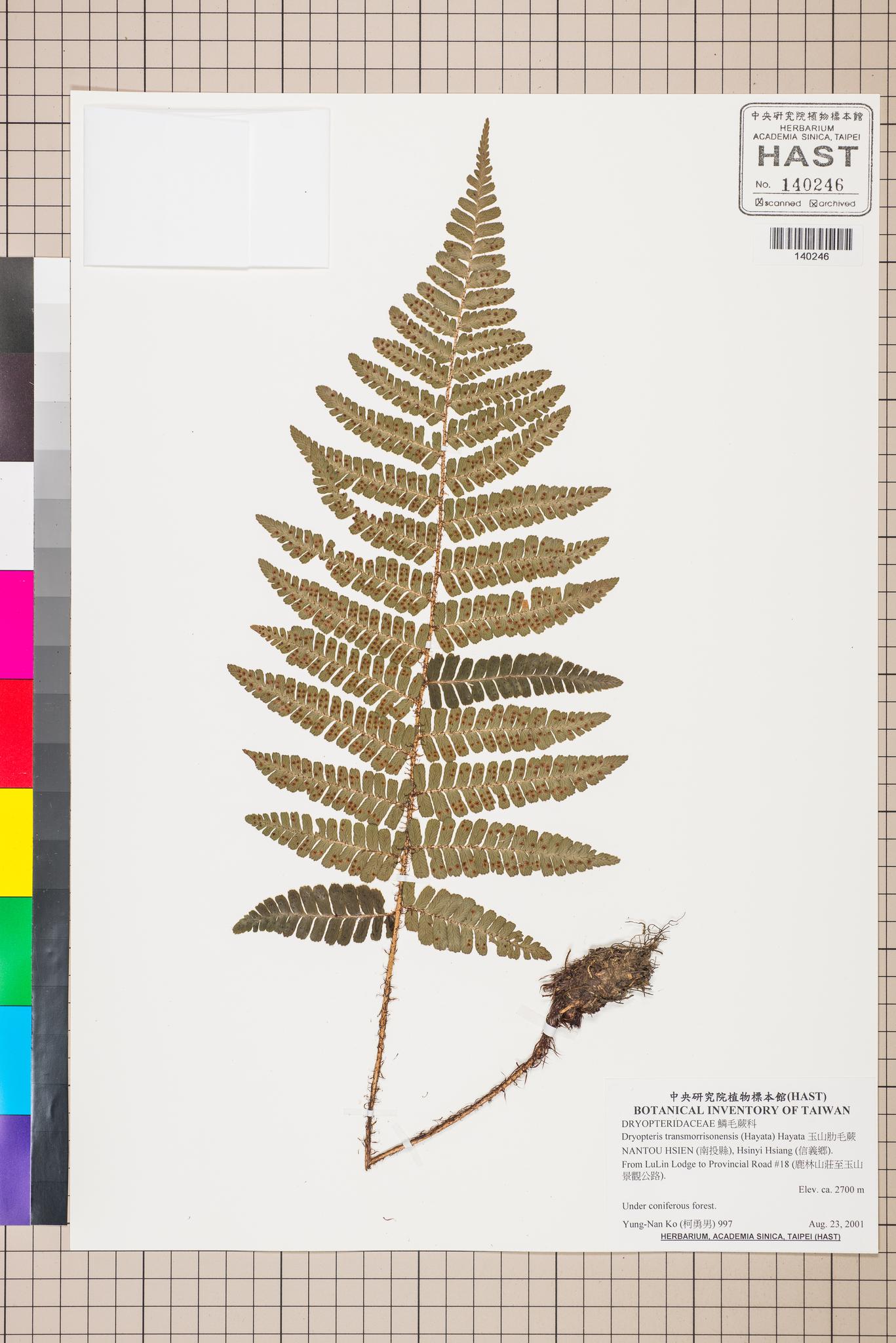 Sample image for viewer