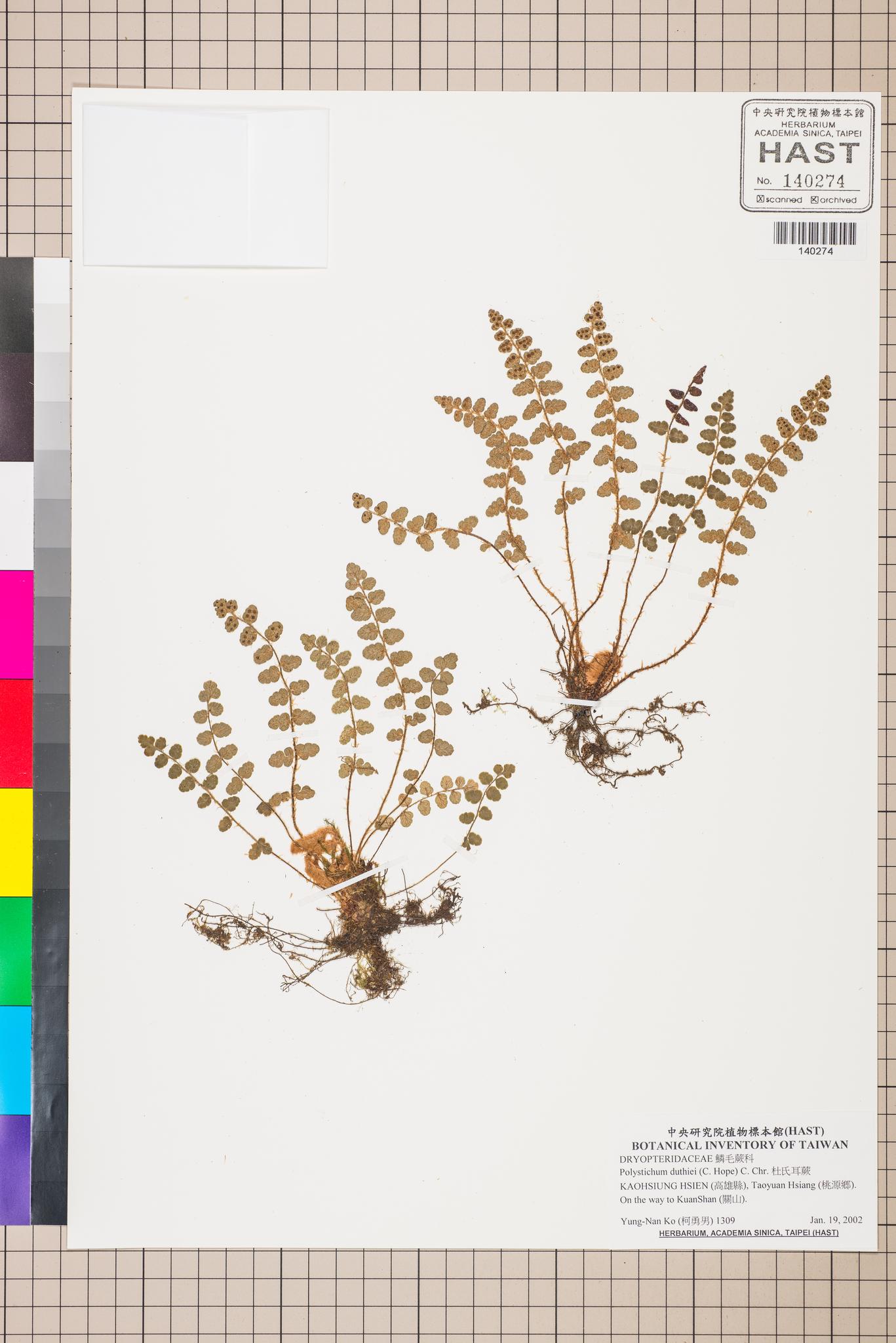 Sample image for viewer