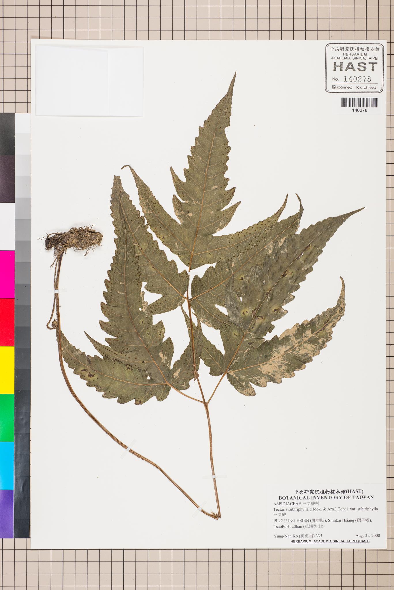 Sample image for viewer