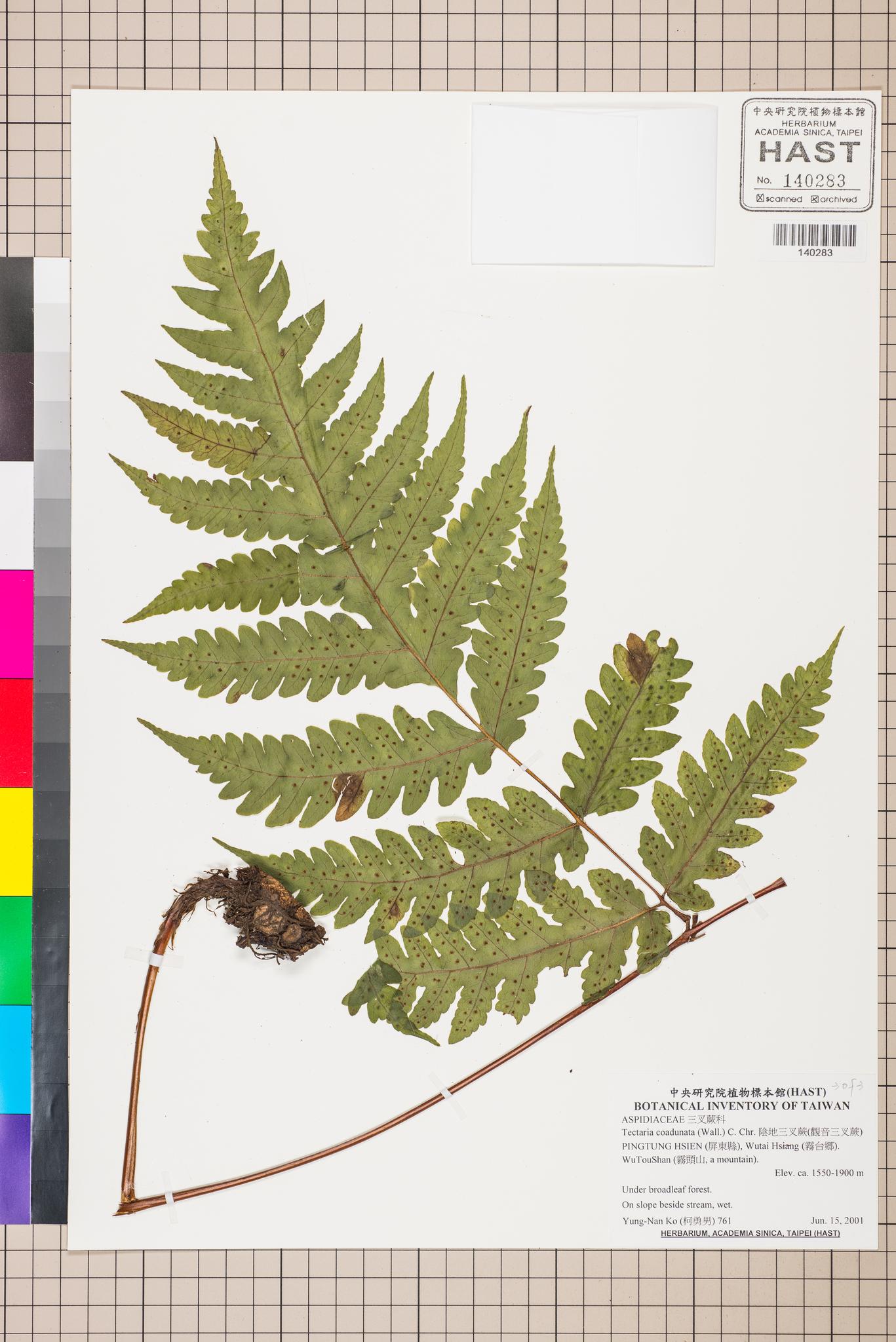 Sample image for viewer