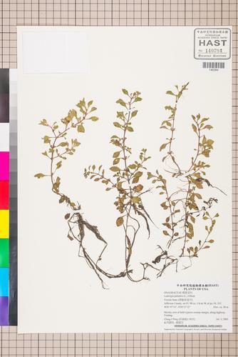 Ludwigia palustris (L.) Elliott