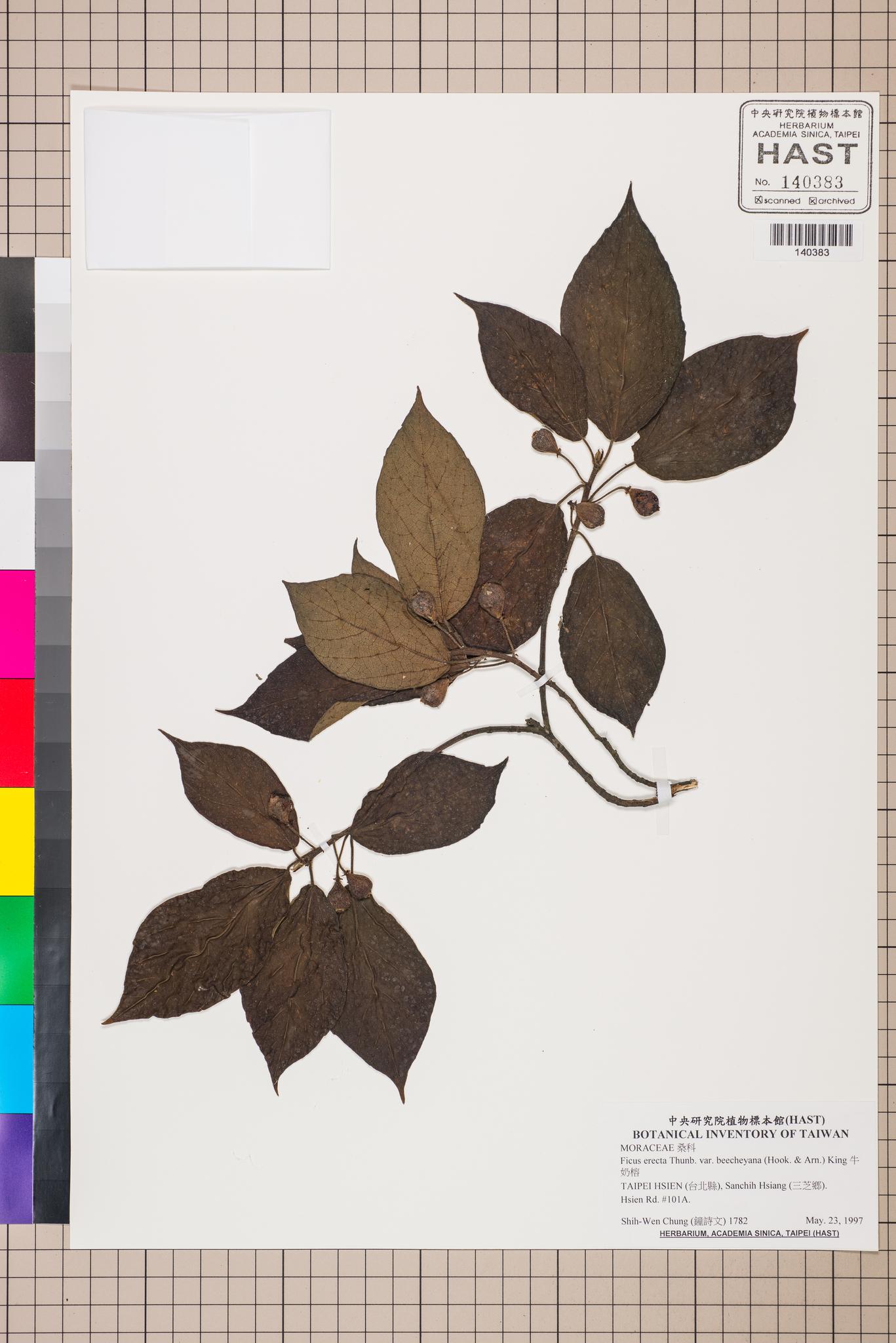 Sample image for viewer