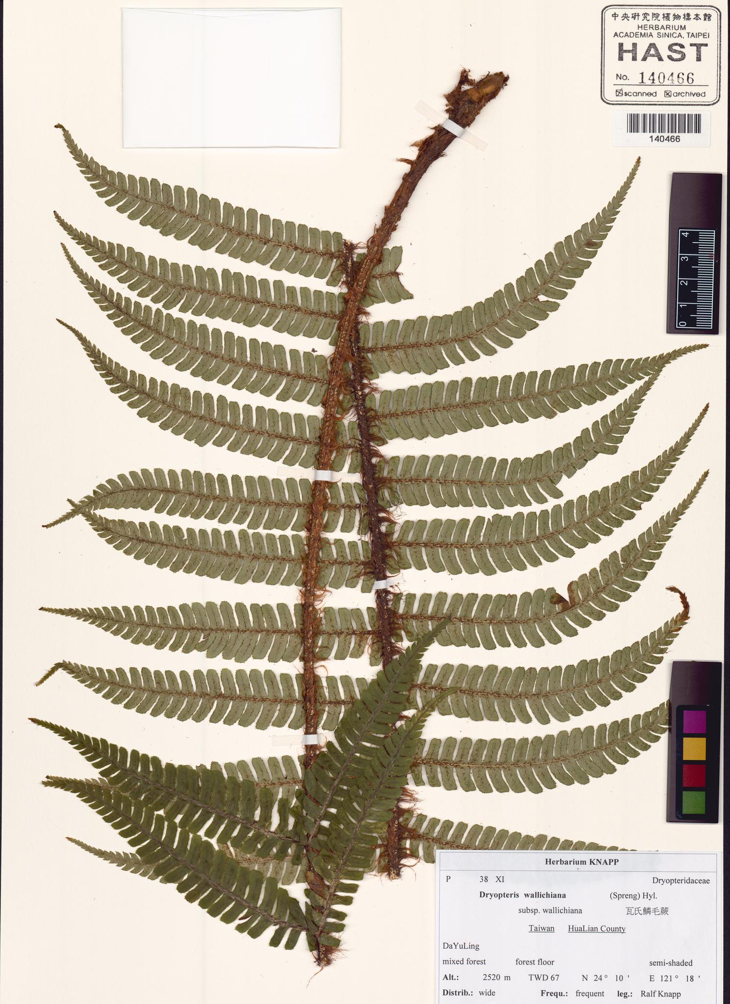 Sample image for viewer