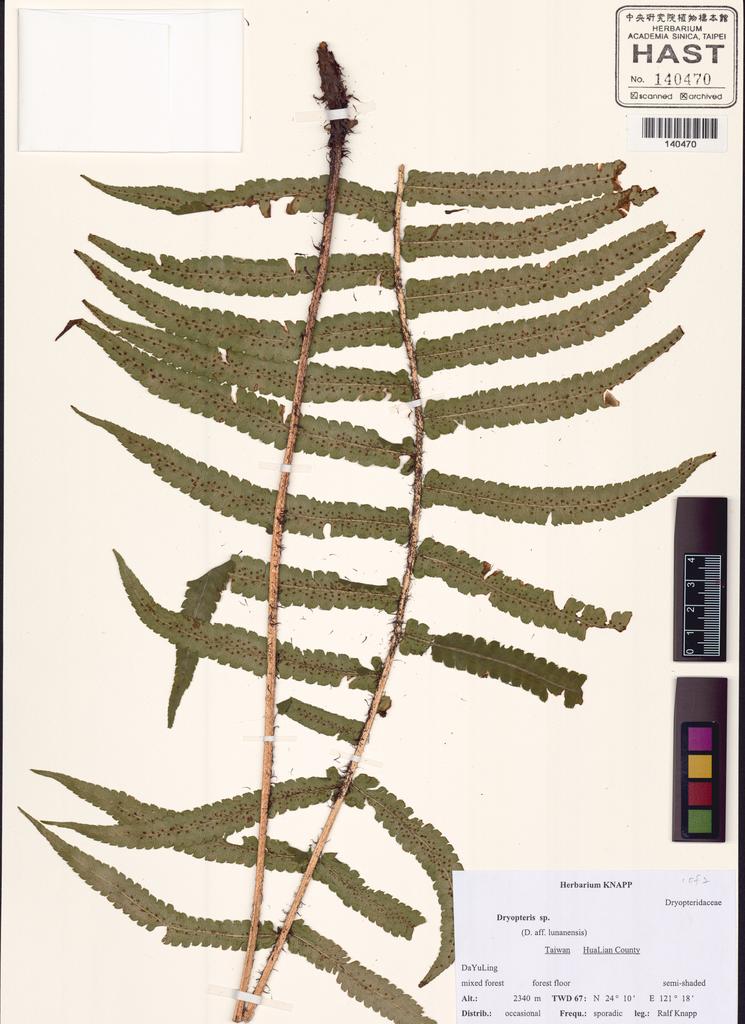 <Unit #130623 Knapp, Ralf | 柯納普 | 2957:: | Dryopteris>