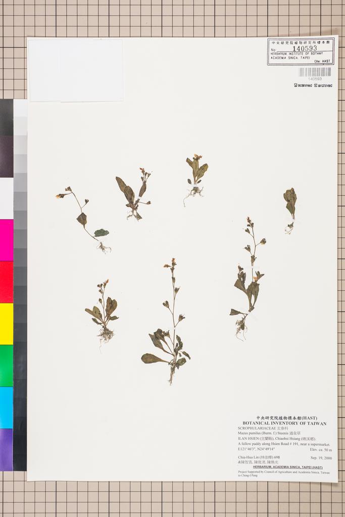 <Unit #16769 Lin, Chia-Hua | 林佳樺 | 698:: | Mazus pumilus (Burm. f.) Steenis>