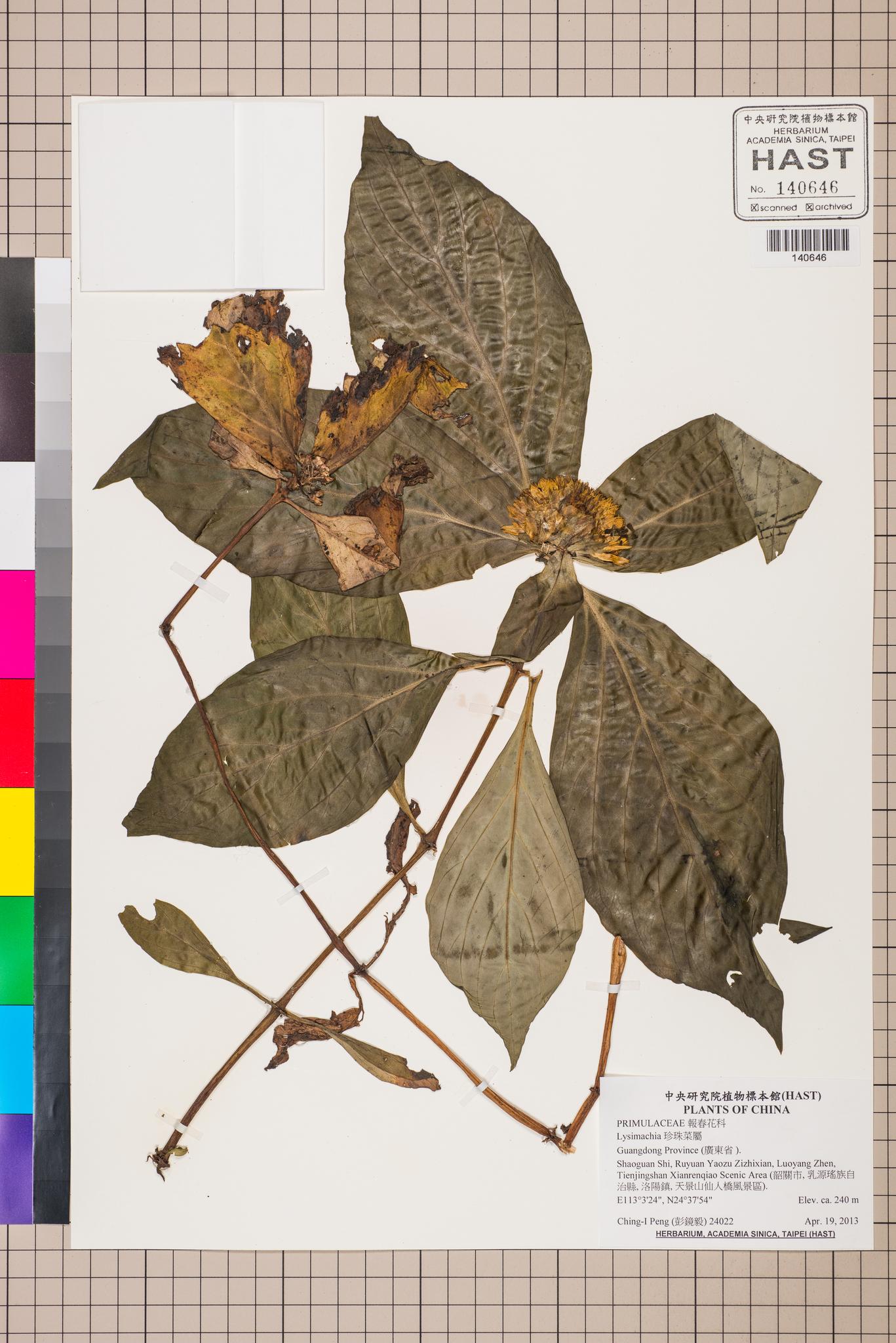 Sample image for viewer