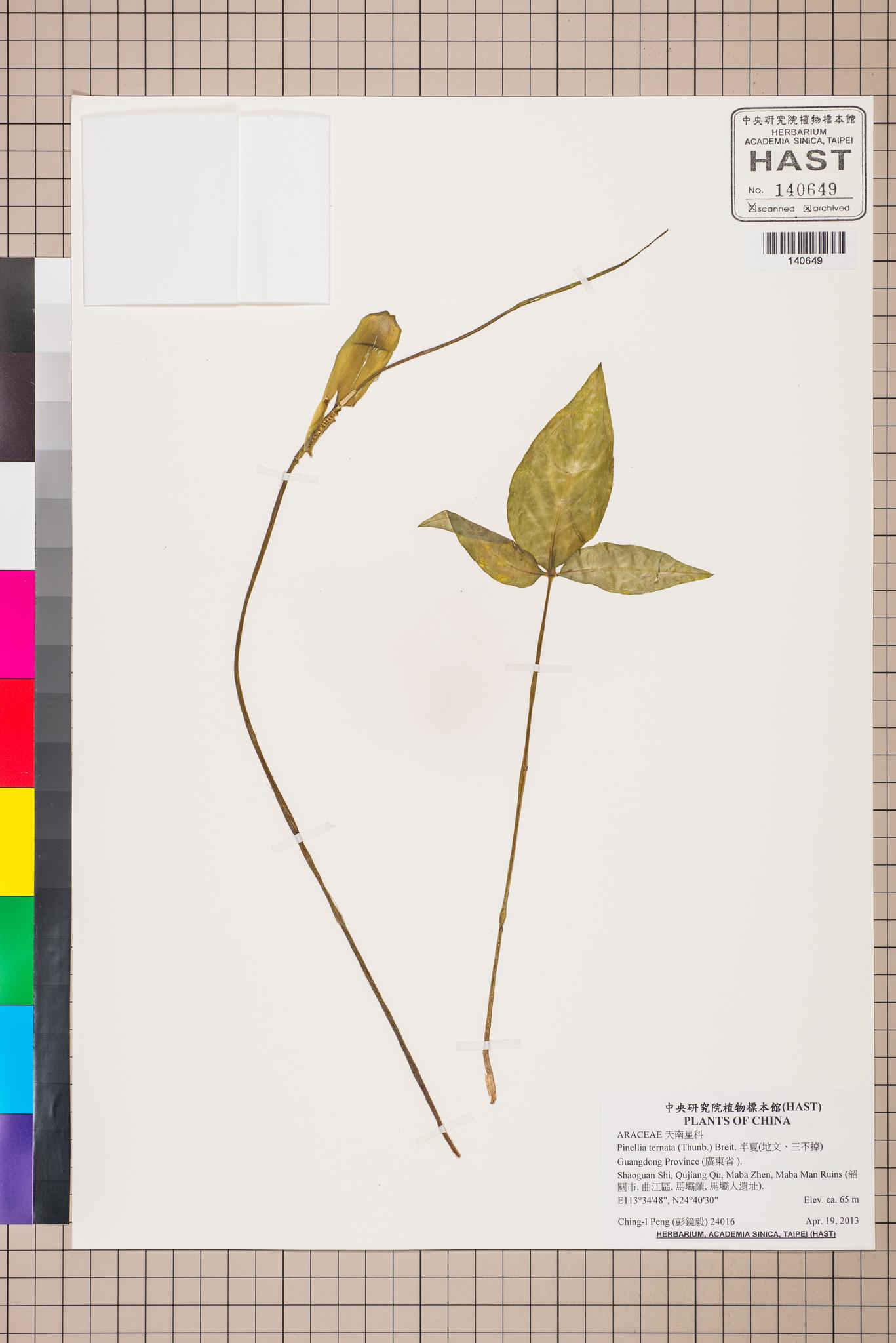 Sample image for viewer