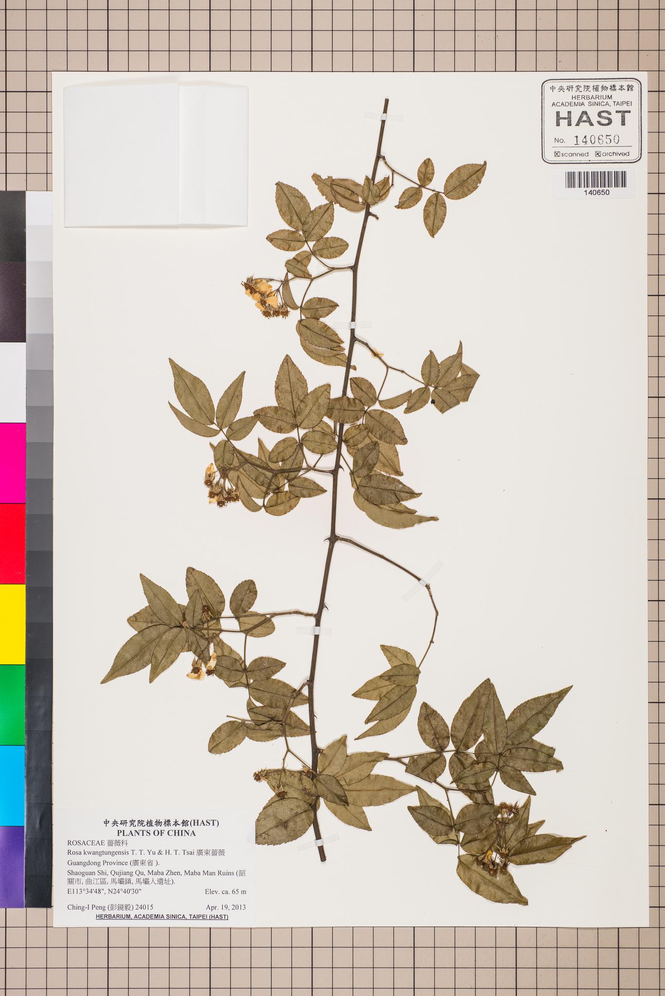 Sample image for viewer