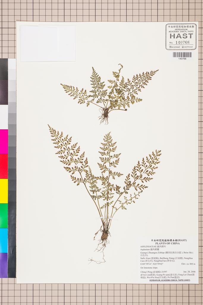<Unit #87714 Peng, Ching-I | 彭鏡毅 | 21597:: | Asplenium>
