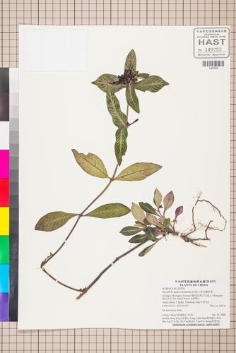 Ophiorrhiza purpureocaerulea (Ophiorrhiza purpureocaerulea)
