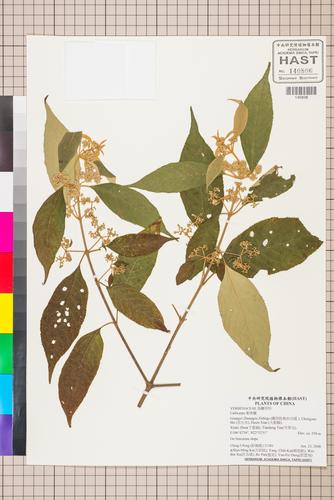 Callicarpa