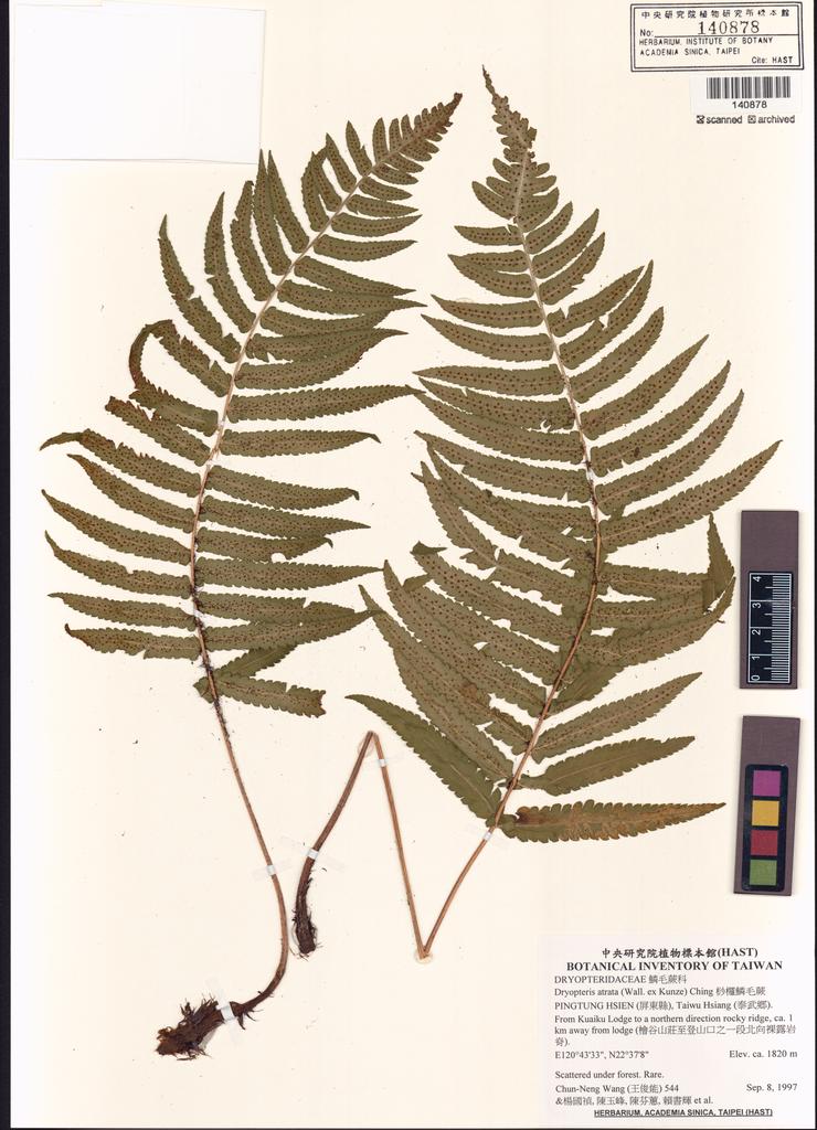 <Unit #2294 Wang, Chun-Neng | 王俊能 | 544:: | Dryopteris atrata (Wall. ex Kunze) Ching>