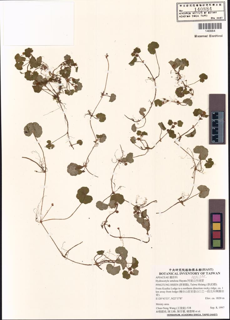 <Unit #5776 Wang, Chun-Neng | 王俊能 | 538:: | Hydrocotyle setulosa Hayata>
