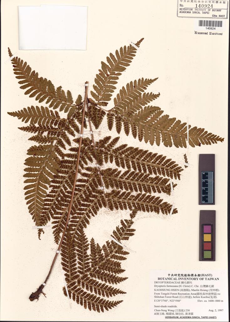 <Unit #4226 Wang, Chun-Neng | 王俊能 | 230:: | Dryopteris formosana (H. Christ) C. Chr.>