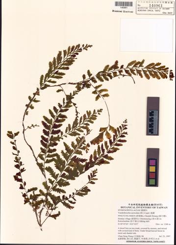 Vandenboschia auriculata (Bl.) Copel.