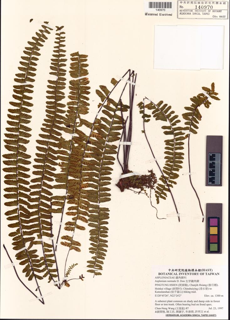 <Unit #3612 Wang, Chun-Neng | 王俊能 | 87:: | Asplenium normale D. Don>