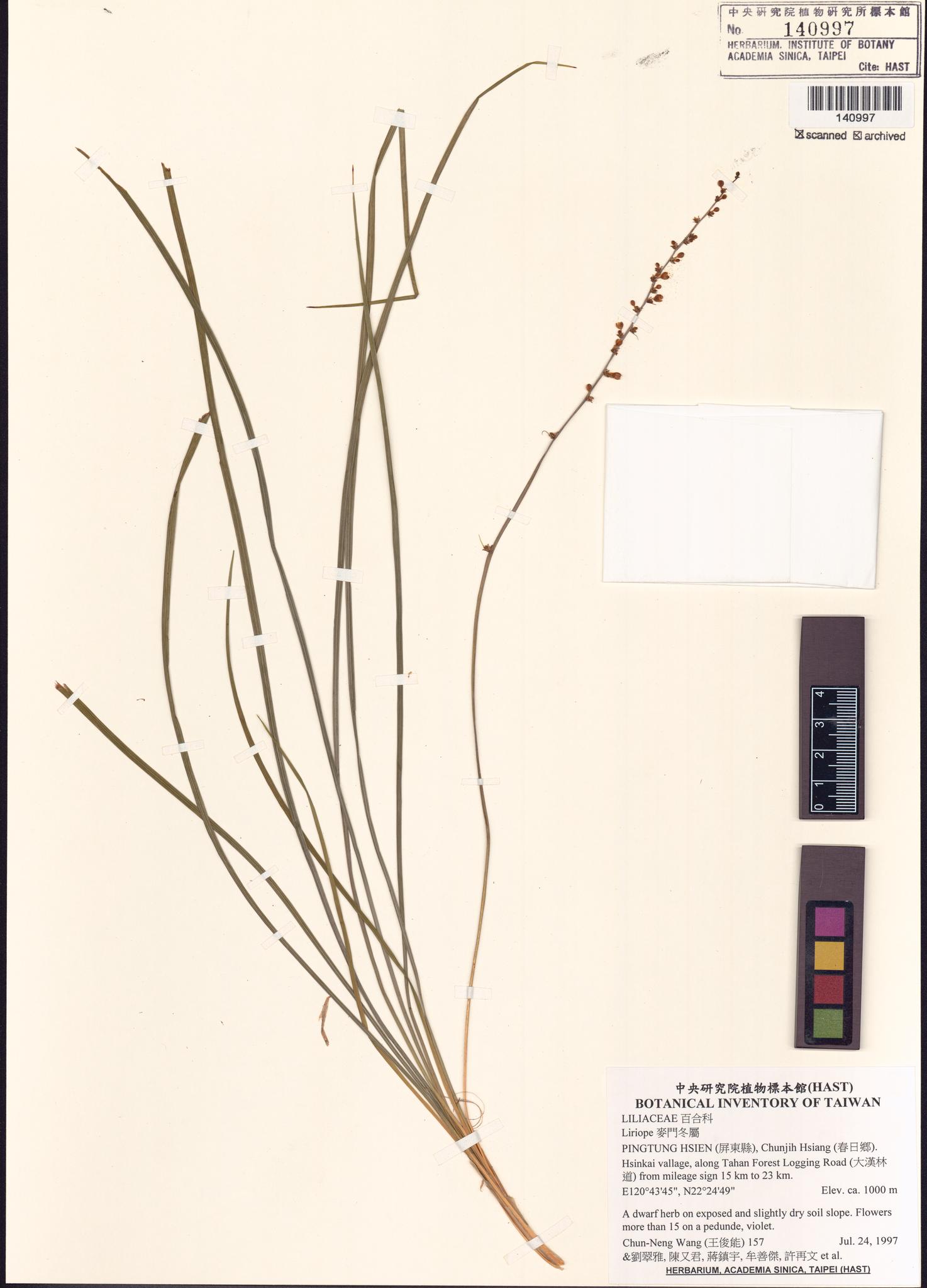 Sample image for viewer