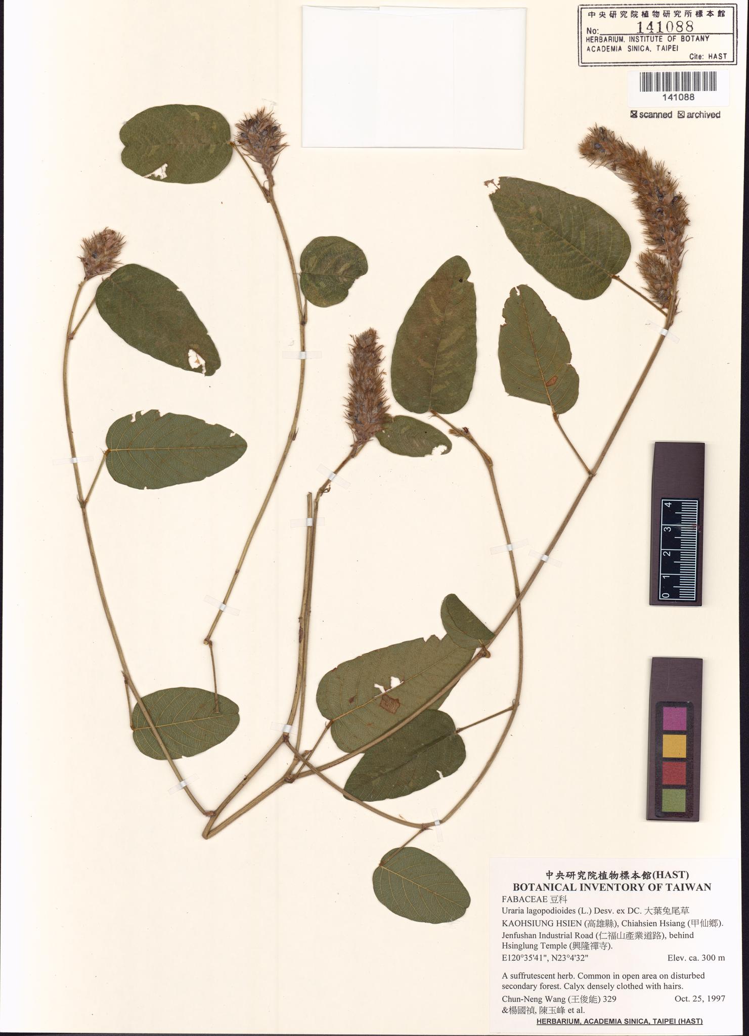 Sample image for viewer