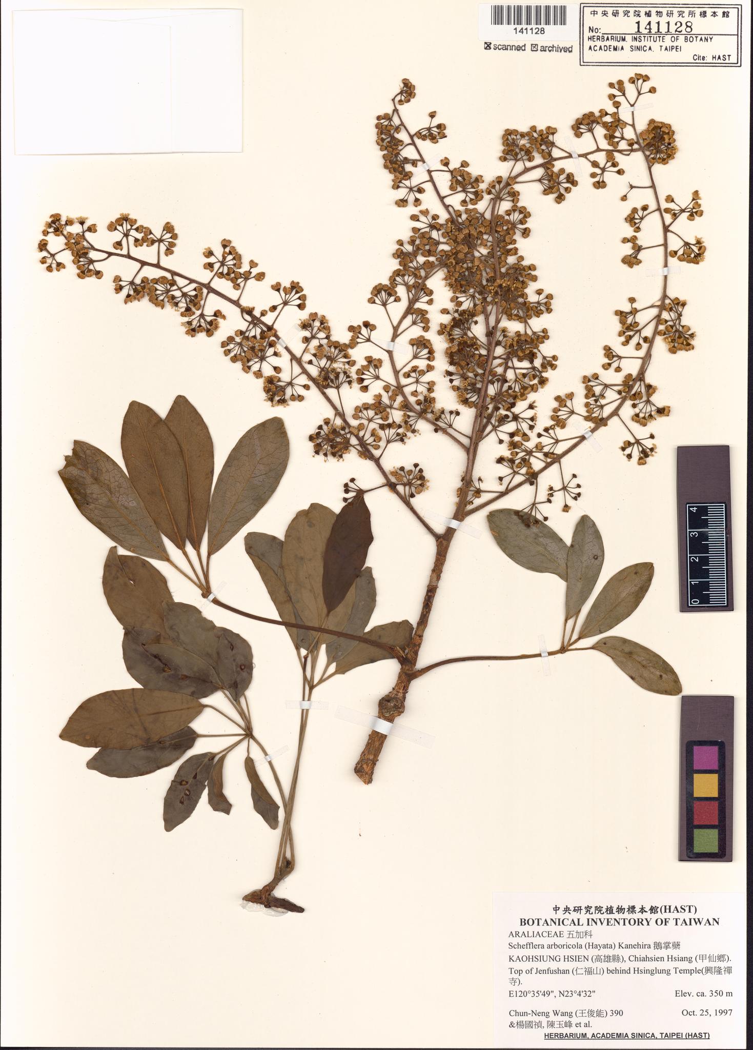 Sample image for viewer