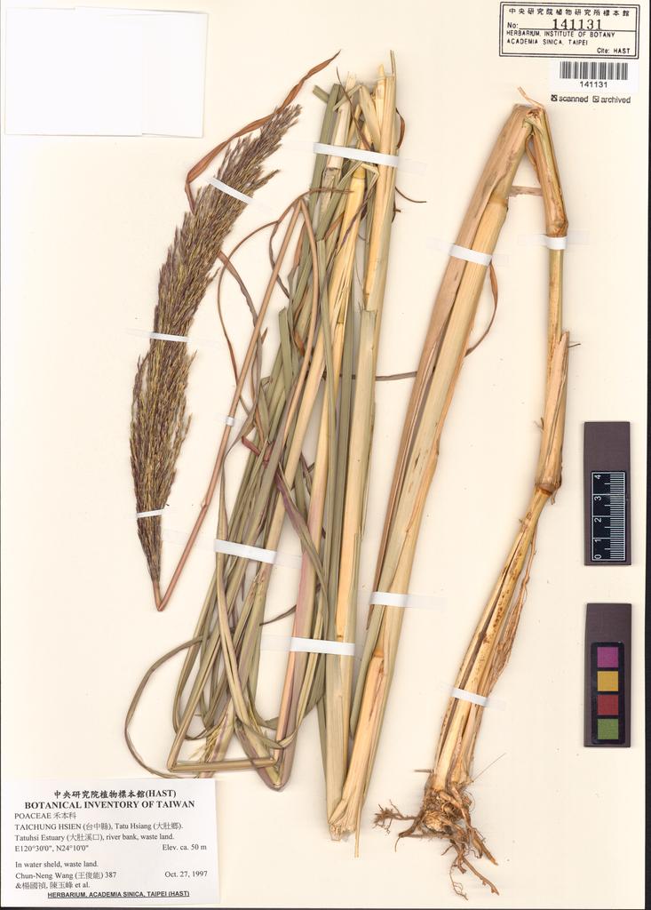 <Unit #2643 Wang, Chun-Neng | 王俊能 | 387:: | POACEAE>