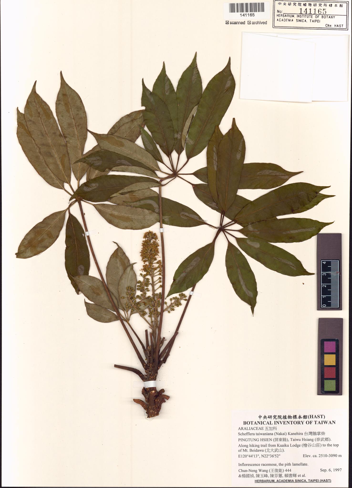 Sample image for viewer