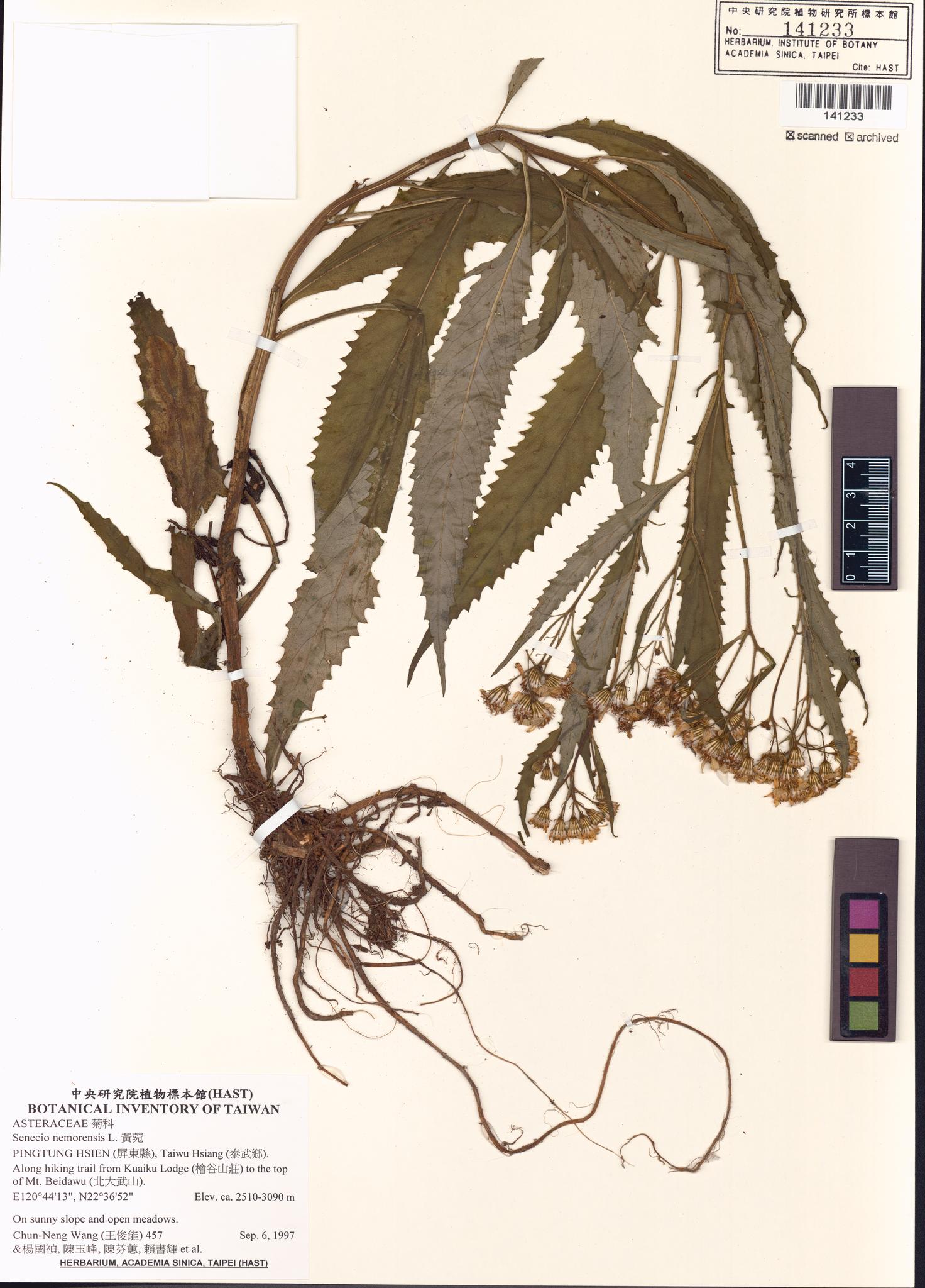 Sample image for viewer