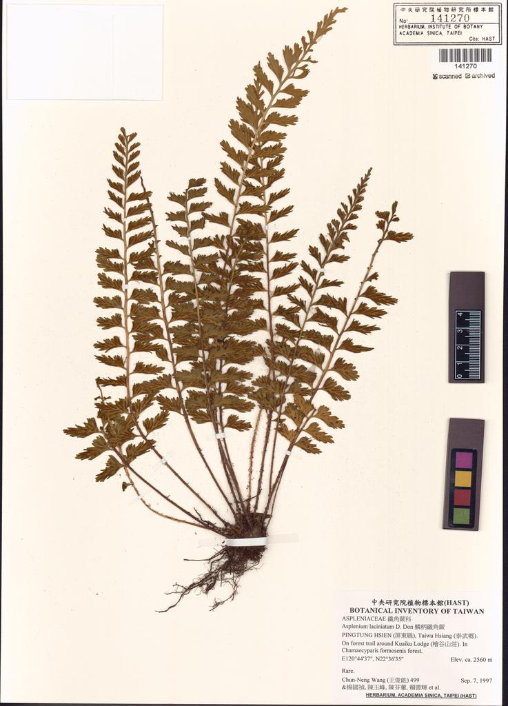 <Unit #5100 Wang, Chun-Neng | 王俊能 | 499:: | Asplenium laciniatum D. Don>