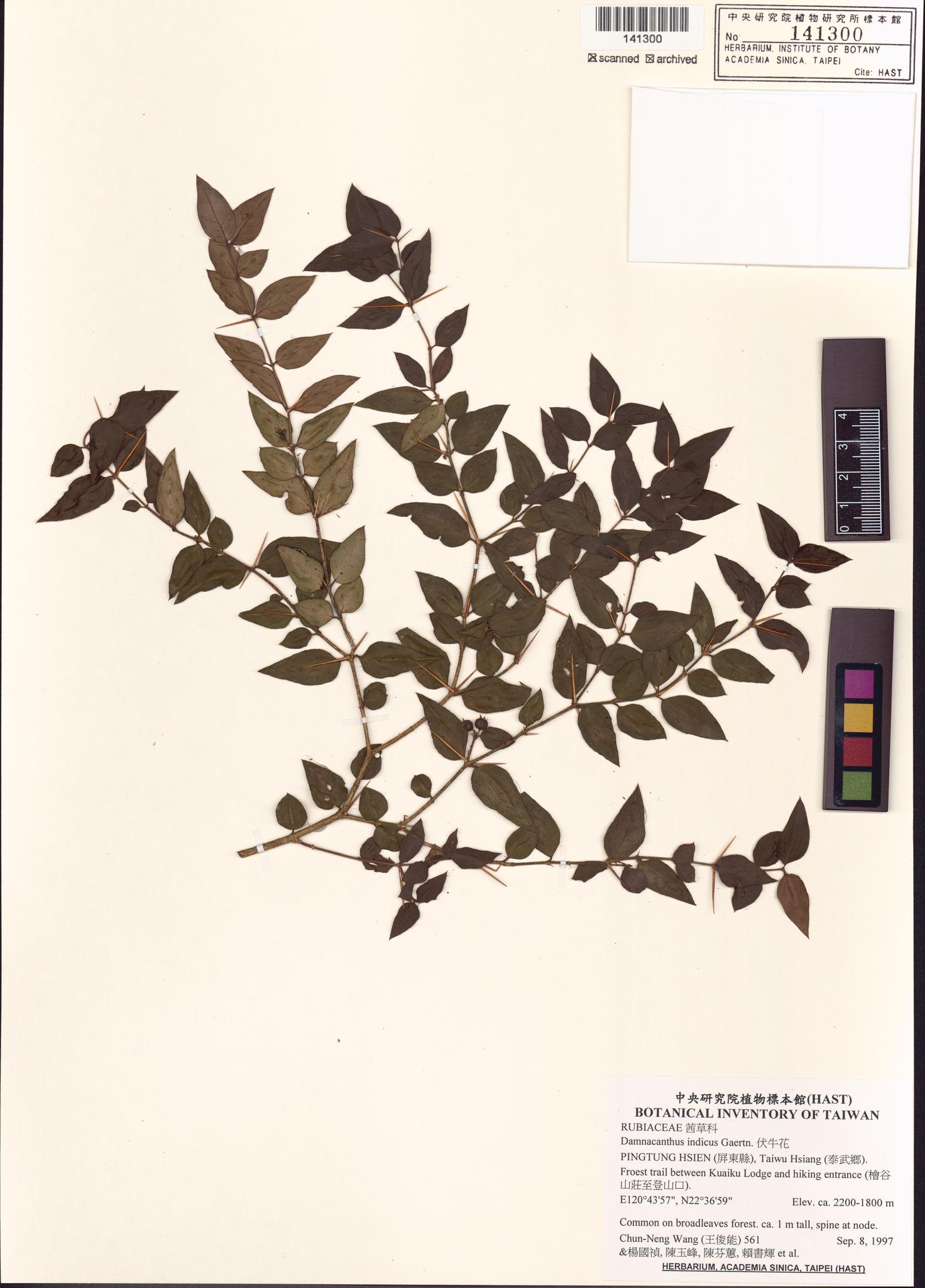 Specimen image