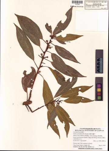 Litsea acuminata (Bl.) Kurata