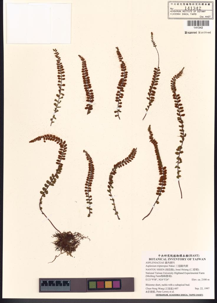 <Unit #3510 Wang, Chun-Neng | 王俊能 | 607:: | Asplenium tripteropus Nakai>